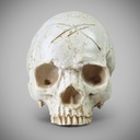 WHITE SKULL